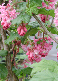 Ribes sanguineum 'Spring Shower'                  